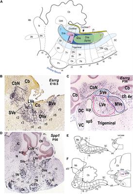 The Vestibular Column in the Mouse: A Rhombomeric Perspective